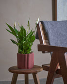 Peace Lily-40cm-Runic-Old Red-Plntd-Lifestyle