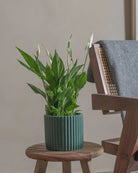 Peace-Lily-40cm-Runic-Slate-Green-Plntd-Lifestyle-36