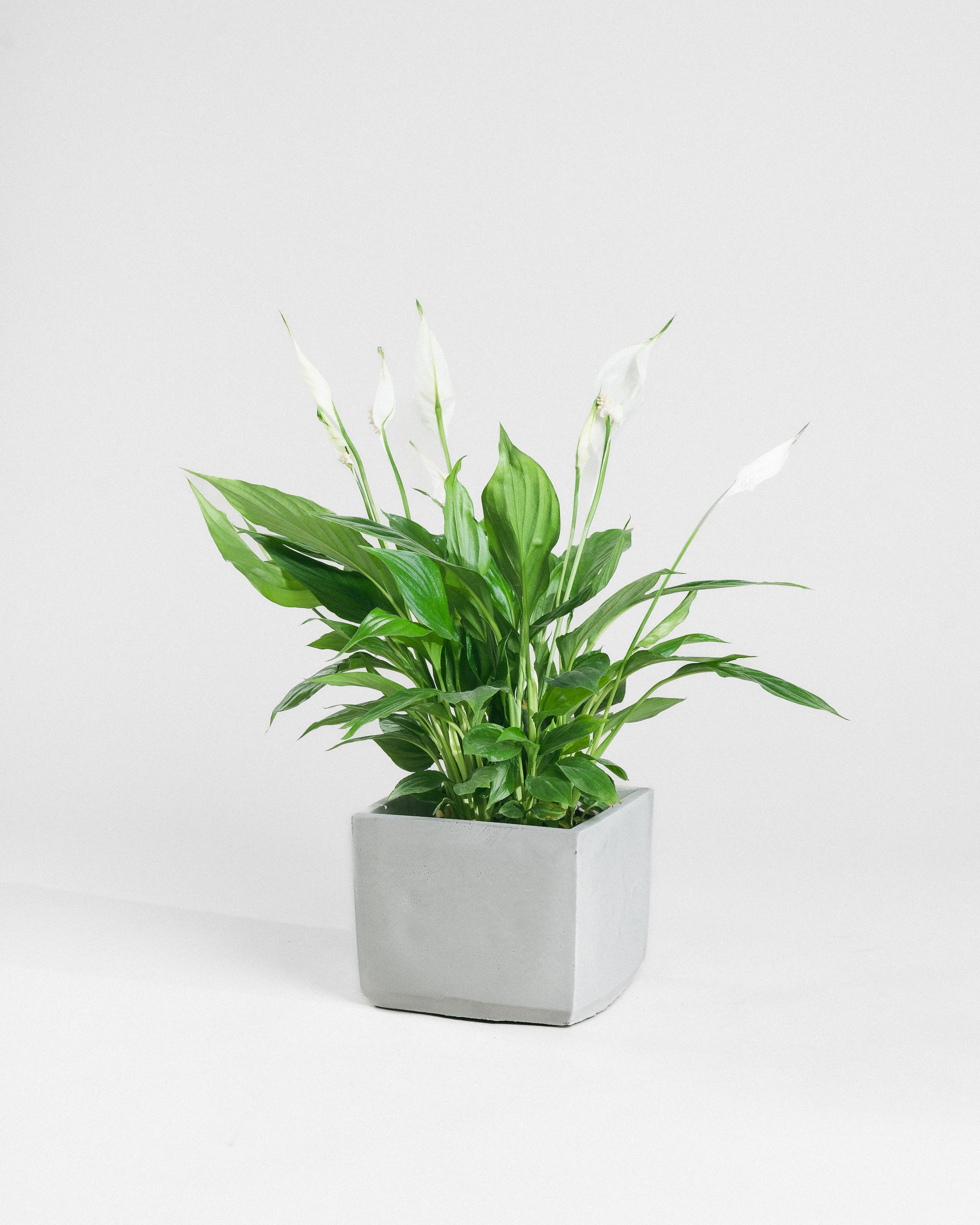Peace-Lily-40cm-Square-Cement-Grey-Plntd-Seamless