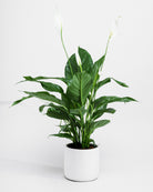 Peace Lily-60cm-Circle-Chalk White-Plntd-Seamless