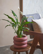 Peace-Lily-60cm-Meyer-Old-Red-Plntd-Lifestyle-105