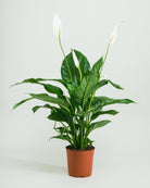 Peace Lily-60cm-Nursery Pot-Nursery Pot-Plntd-Seamless