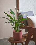 Peace-Lily-60cm-Round-Old-Red-Plntd-Lifestyle-99