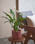 Peace-Lily-60cm-Runic-Old-Red-Plntd-Lifestyle-100