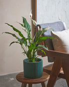 Peace-Lily-60cm-Runic-Slate-Green-Plntd-Lifestyle-103