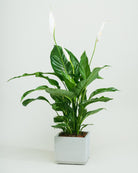 Peace Lily-60cm-Square-Cement Grey-Plntd-Seamless