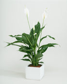 Peace Lily-60cm-Square-Chalk White-Plntd-Seamless