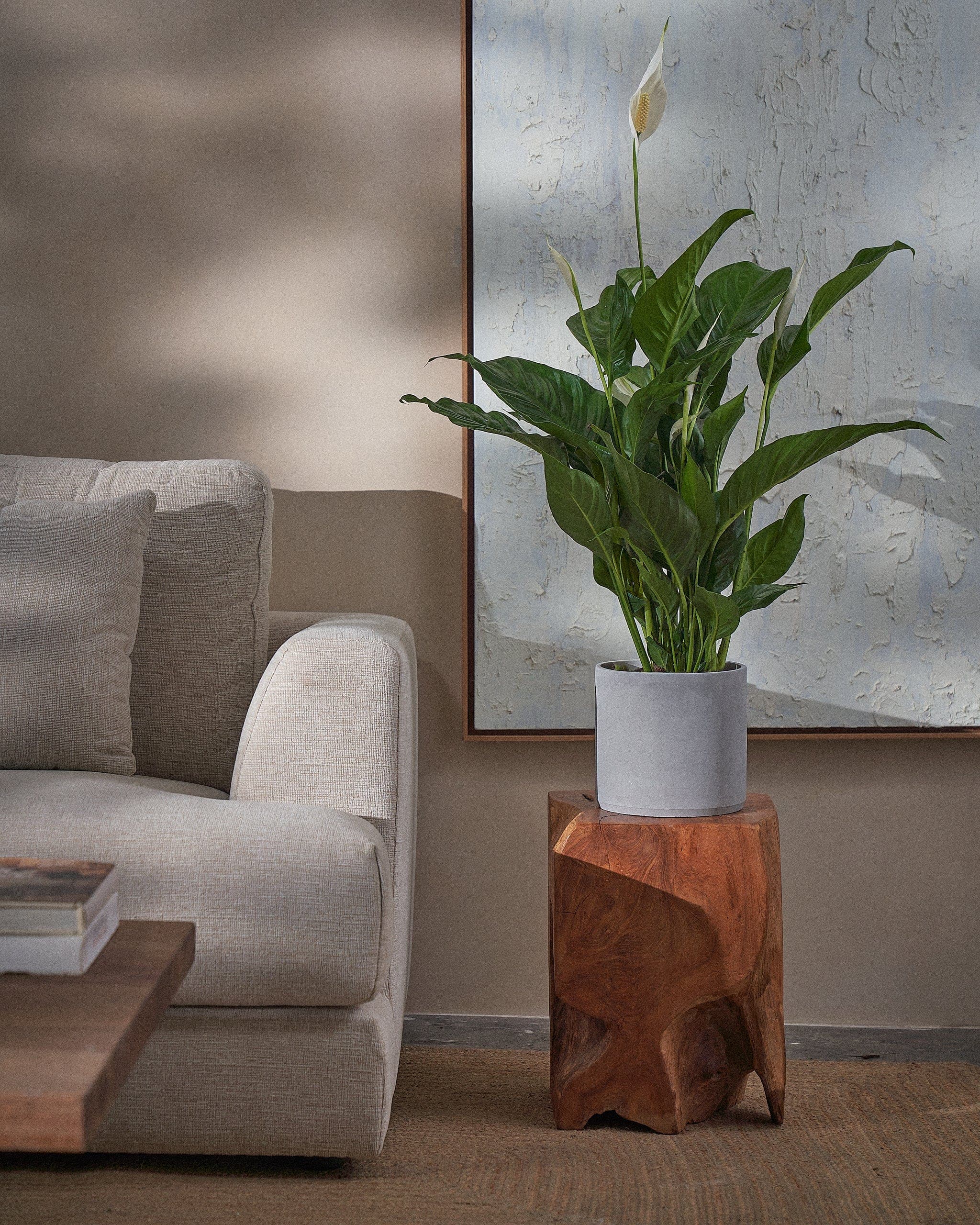 Peace Lily-80cm-Circle-Cement Grey-Plntd-Lifestyle