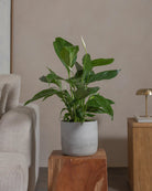 Peace-Lily-80cm-Circle-Cement-Grey-Plntd-Lifestyle-90