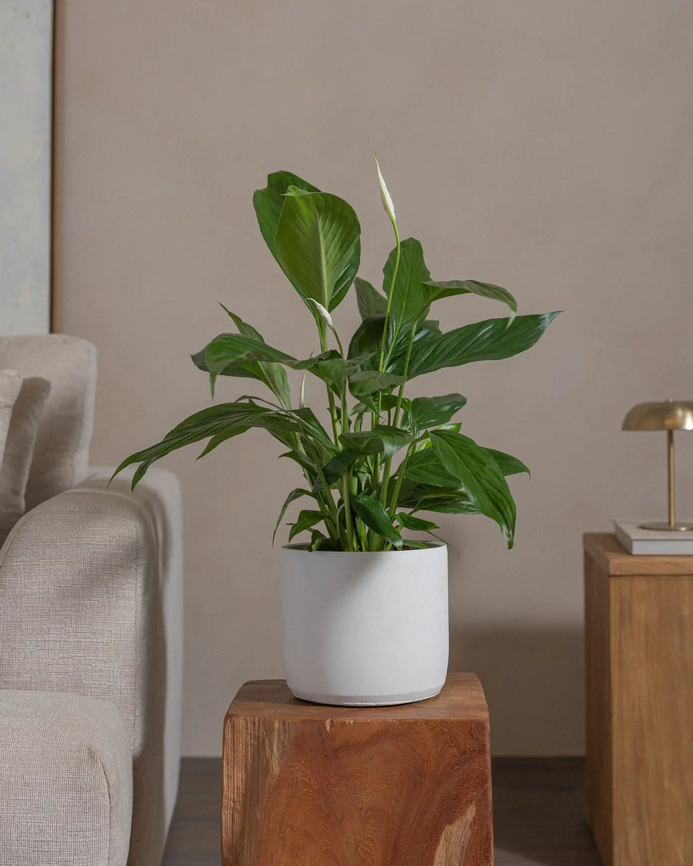 Peace-Lily-80cm-Circle-Chalk-White-Plntd-Lifestyle-20