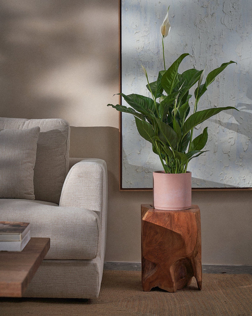 Peace Lily-80cm-Circle-Rose Pink-Plntd-Lifestyle
