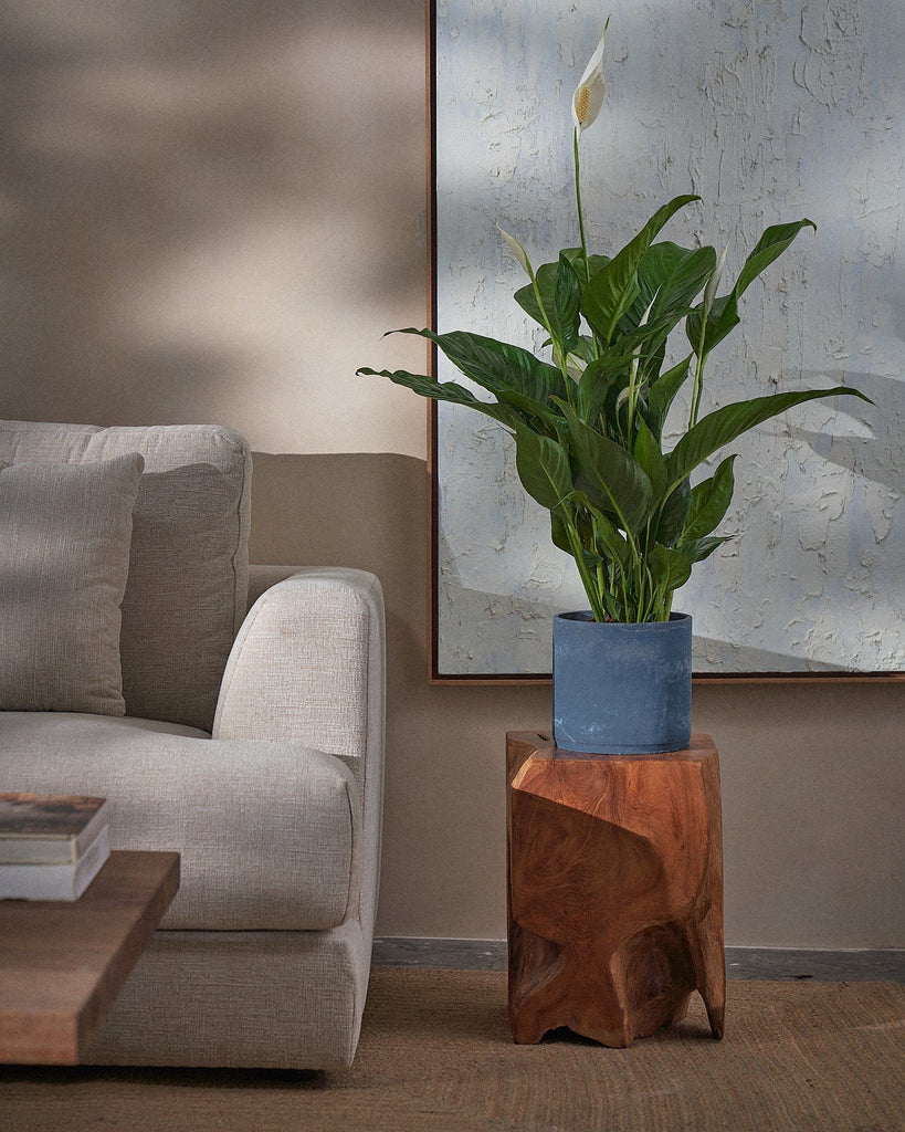 Peace Lily-80cm-Circle-Teia Blue-Plntd-Lifestyle