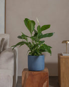 Peace-Lily-80cm-Circle-Teia-Blue-Plntd-Lifestyle-84