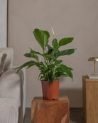 Peace-Lily-80cm-Nursery-Pot-Default-Plntd-Lifestyle-97