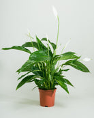 Peace Lily-80cm-Nursery Pot-Nursery Pot-Plntd-Seamless