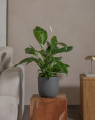 Peace-Lily-80cm-Round-Ember-Plntd-Lifestyle-91