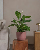 Peace-Lily-80cm-Round-Old-Red-Plntd-Lifestyle-92