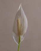 Peace-Lily-Plntd-Macro-98