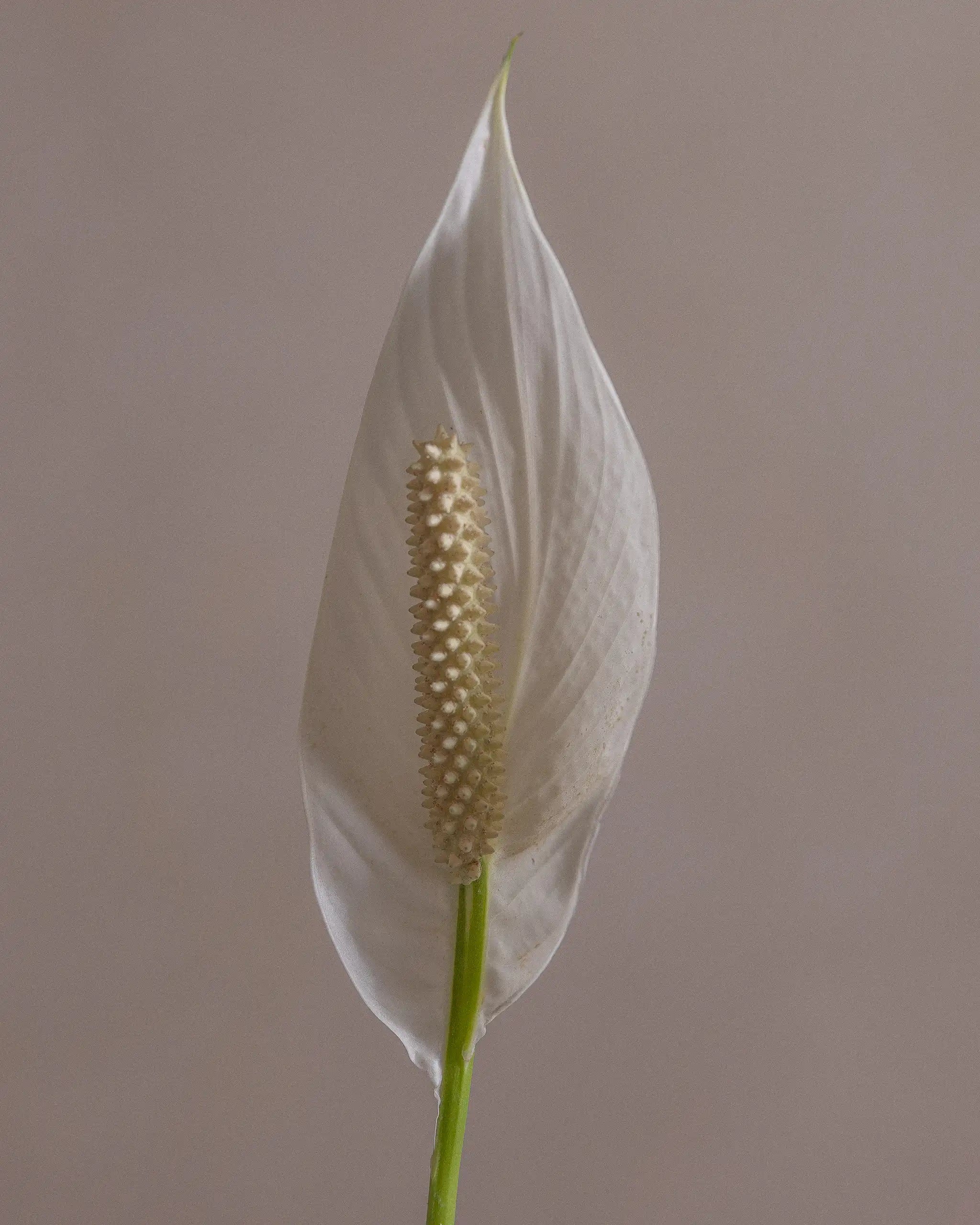 Peace-Lily-Plntd-Macro-98