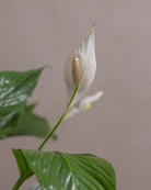 Peace-Lily-Plntd-Macro-99