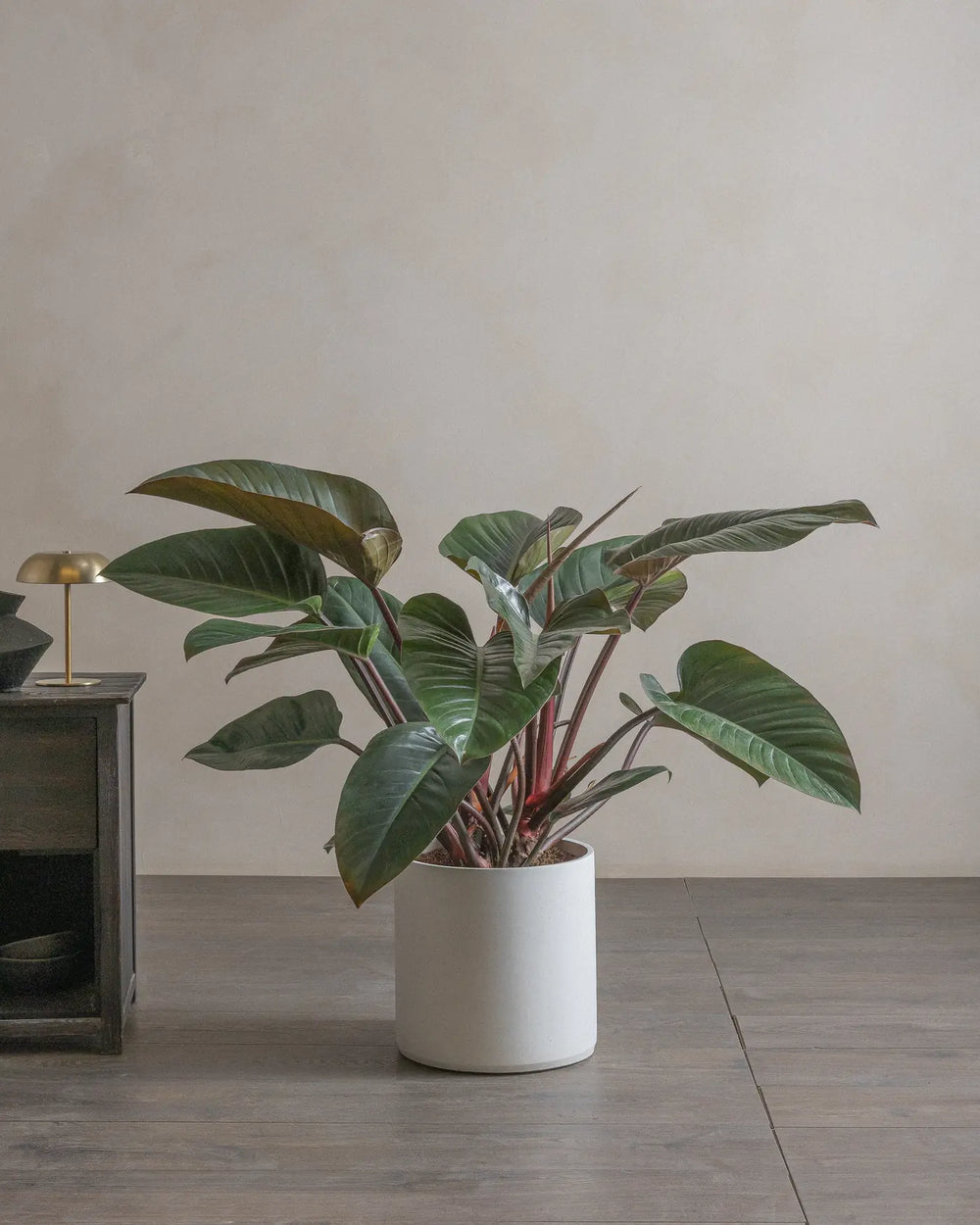 Philodendron-Red-Leaf-100cm-Circle-Chalk-White-Plntd-Lifestyle-17