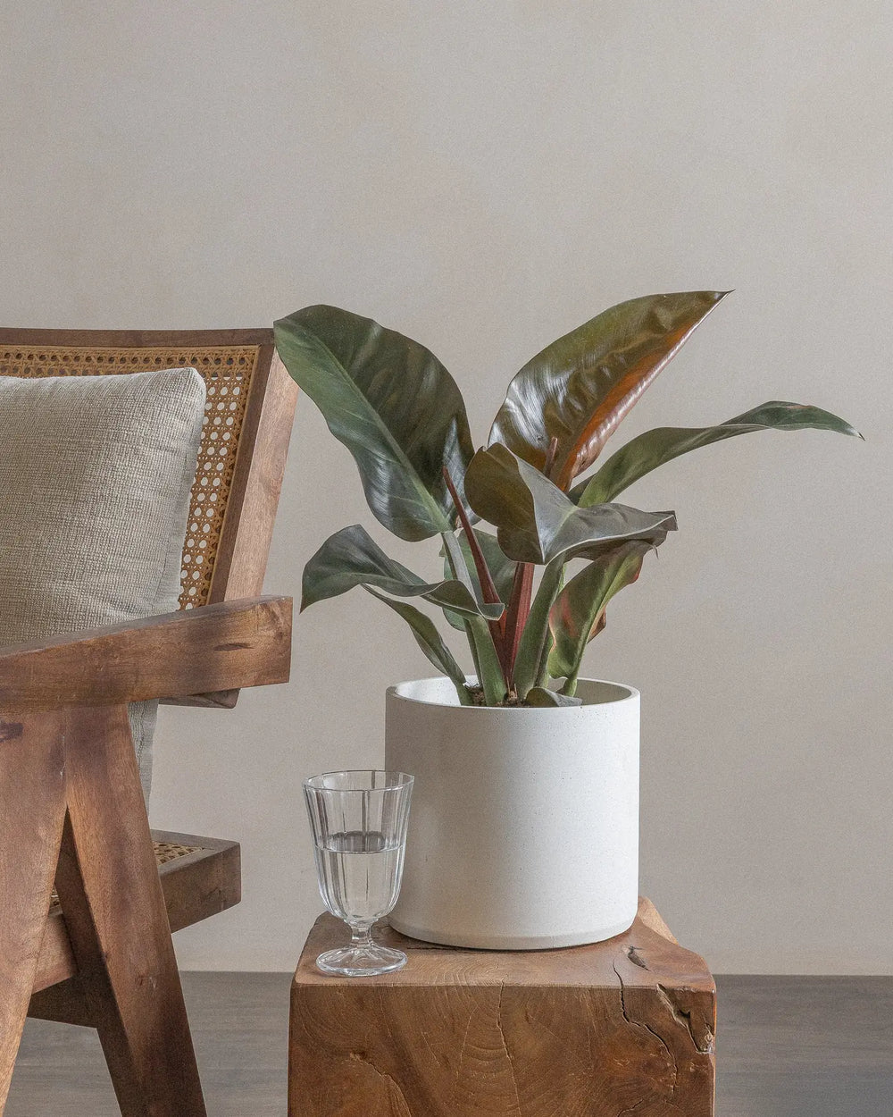 Philodendron-Red-Leaf-70cm-Circle-Chalk-White-Plntd-Lifestyle-2