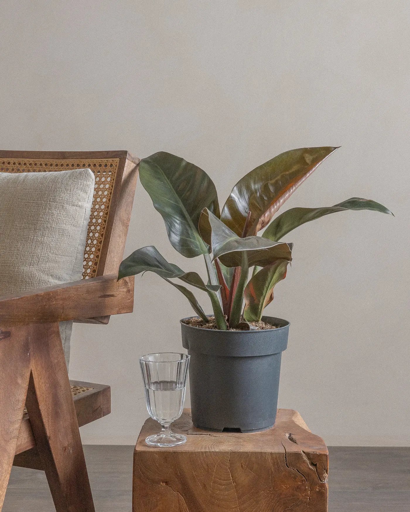 Philodendron-Red-Leaf-70cm-Nursery-Default-Plntd