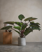 Philodendron-Red-Leaf-Hydroponic-120cm-Circle-Cement-Grey-Plntd-Lifestyle-2