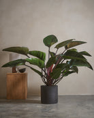 Philodendron-Red-Leaf-Hydroponic-120cm-Circle-Charcoal-Black-Plntd-Lifestyle-5