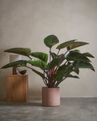Philodendron-Red-Leaf-Hydroponic-120cm-Circle-Rose-Pink-Plntd-Lifestyle-7