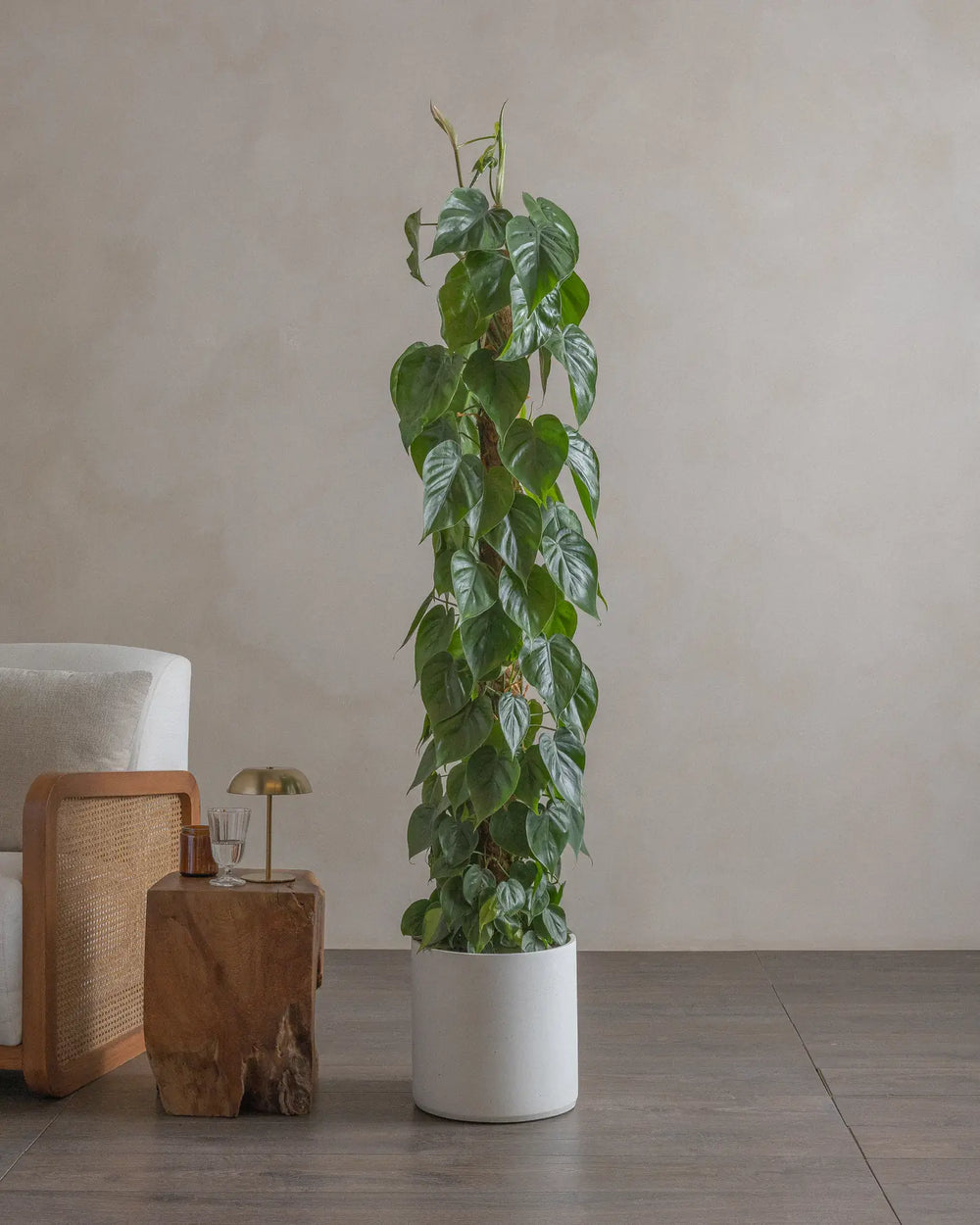 Philodendron-Scandens-160cm-Circle-Chalk-White-Plntd-Lifestyle
