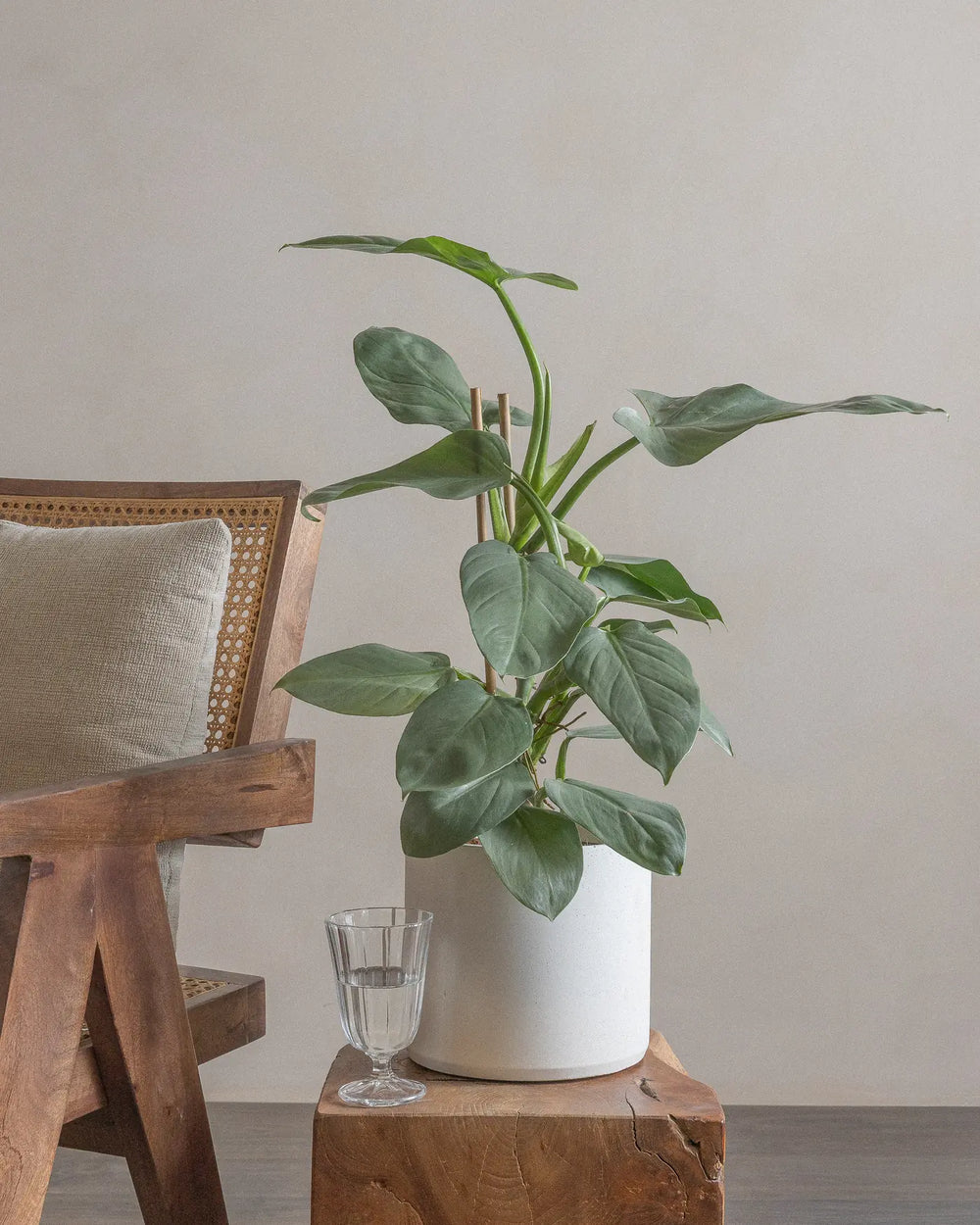 Philodendron-Silver-70cm-Circle-Chalk-White-Plntd-Lifestyle-2