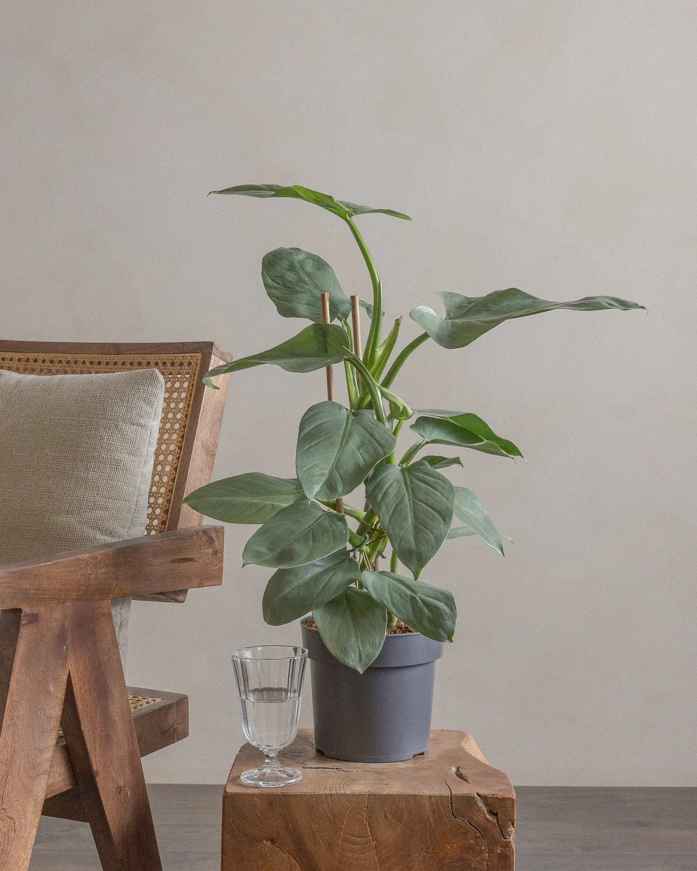 Philodendron-Silver-70cm-Nursery-Default-Plntd-Lifestyle