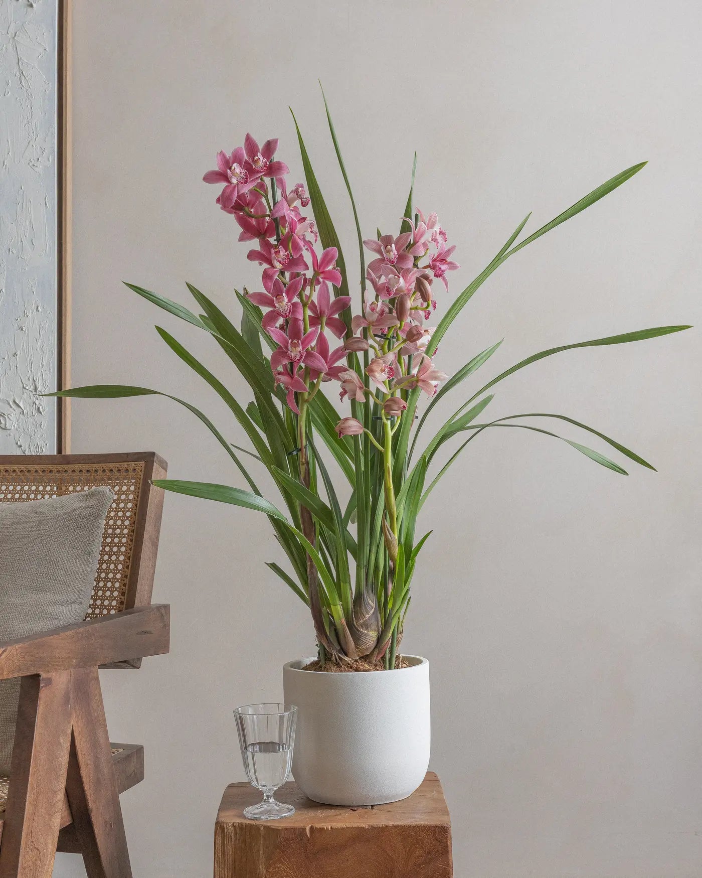 Pink-Cymbidium-Orchid-70cm-Round-Chalk-White-Plntd-Lifestyle