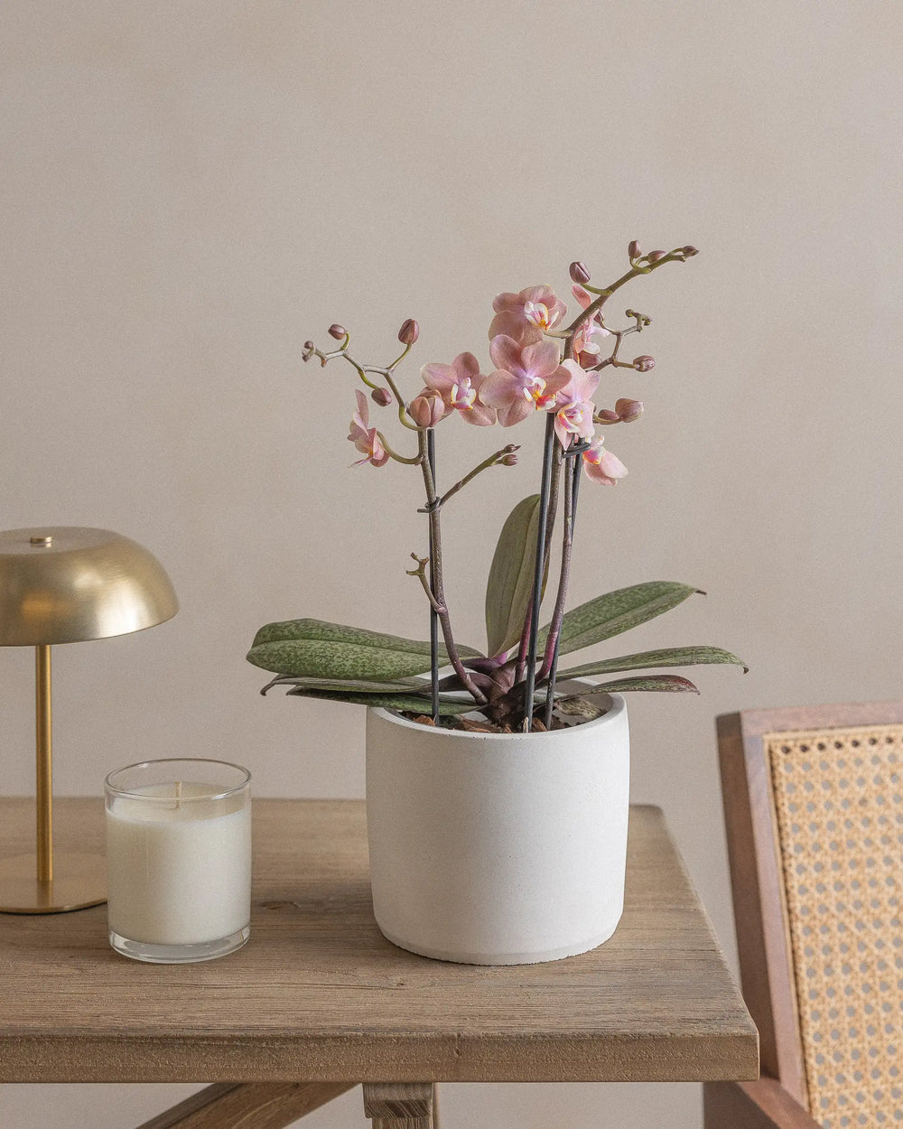 Pink-Orchid-40cm-Circle-Chalk-White-Plntd-Lifestyle-2