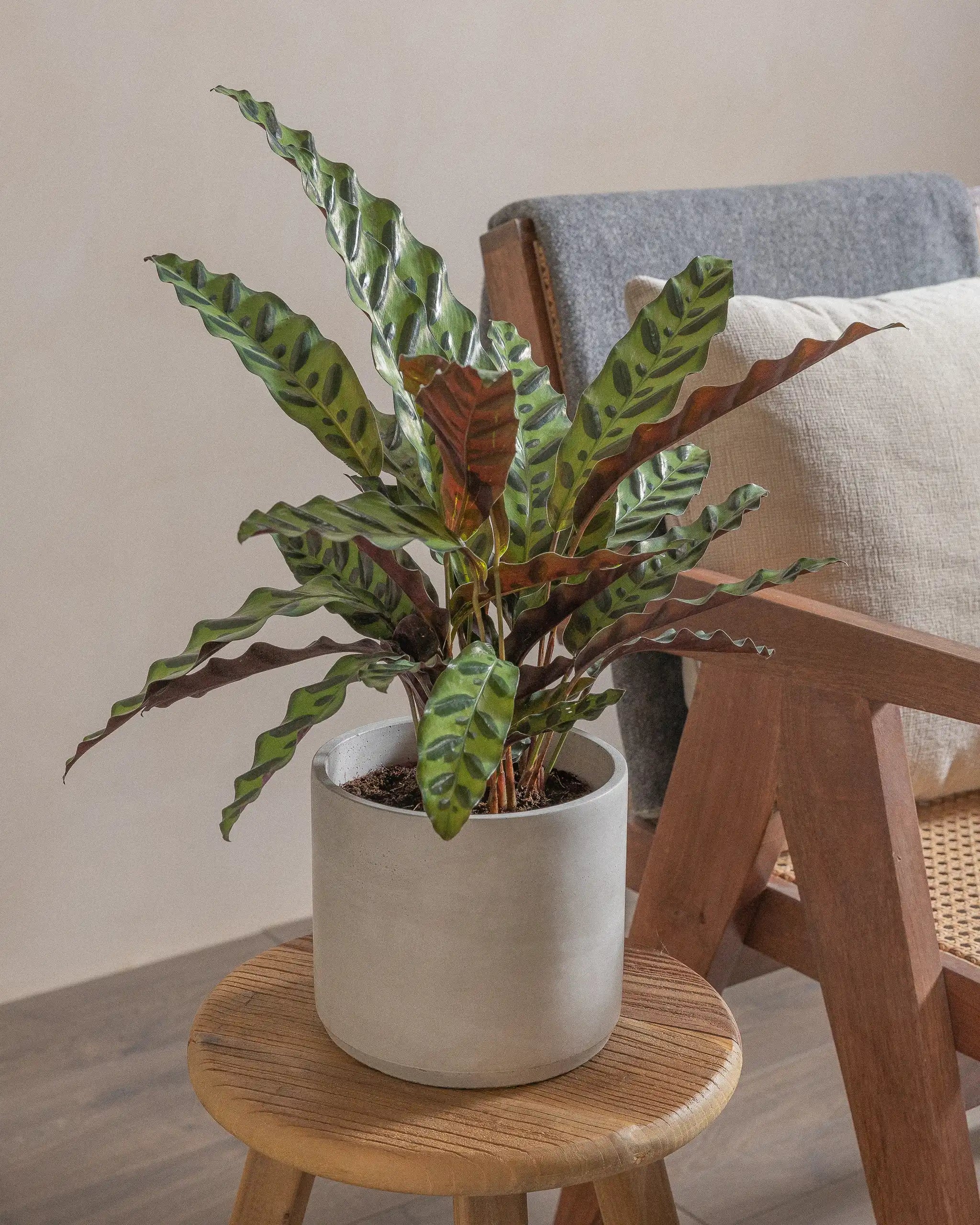 Rattlesnake-Plant-50cm-Circle-Cement-Grey-Plntd-Lifestyle-4