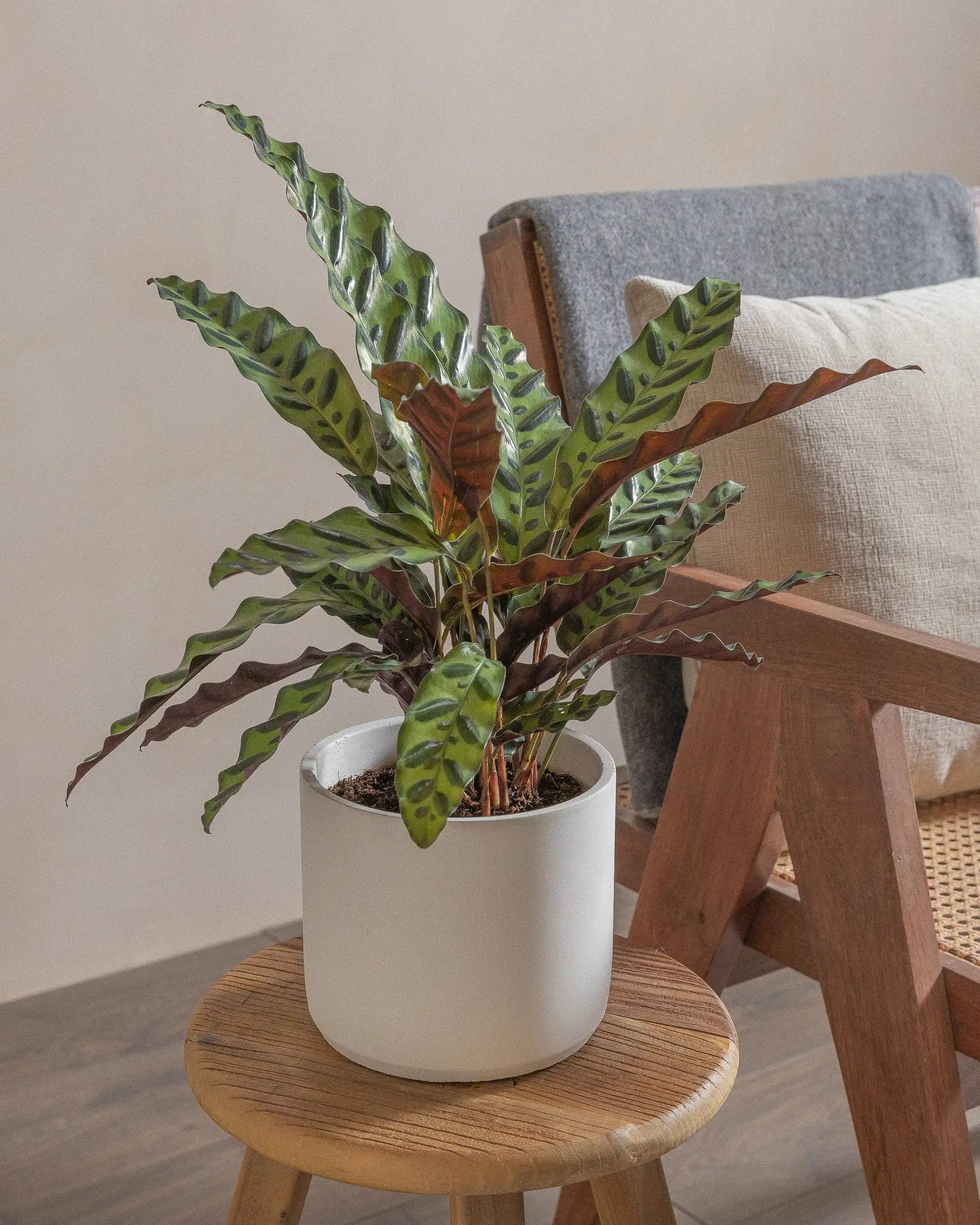 Rattlesnake-Plant-50cm-Circle-Chalk-White-Plntd-Lifestyle-4