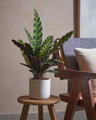 Rattlesnake-Plant-50cm-Circle-Chalk-White-Plntd-Lifestyle_7997cb4b-8726-4a8d-90d2-88f20aed2c78