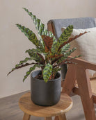 Rattlesnake-Plant-50cm-Circle-Charcoal-Black-Plntd-Lifestyle-3