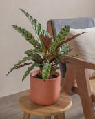 Rattlesnake-Plant-50cm-Circle-Corvan-Red-Plntd-Lifestyle-5