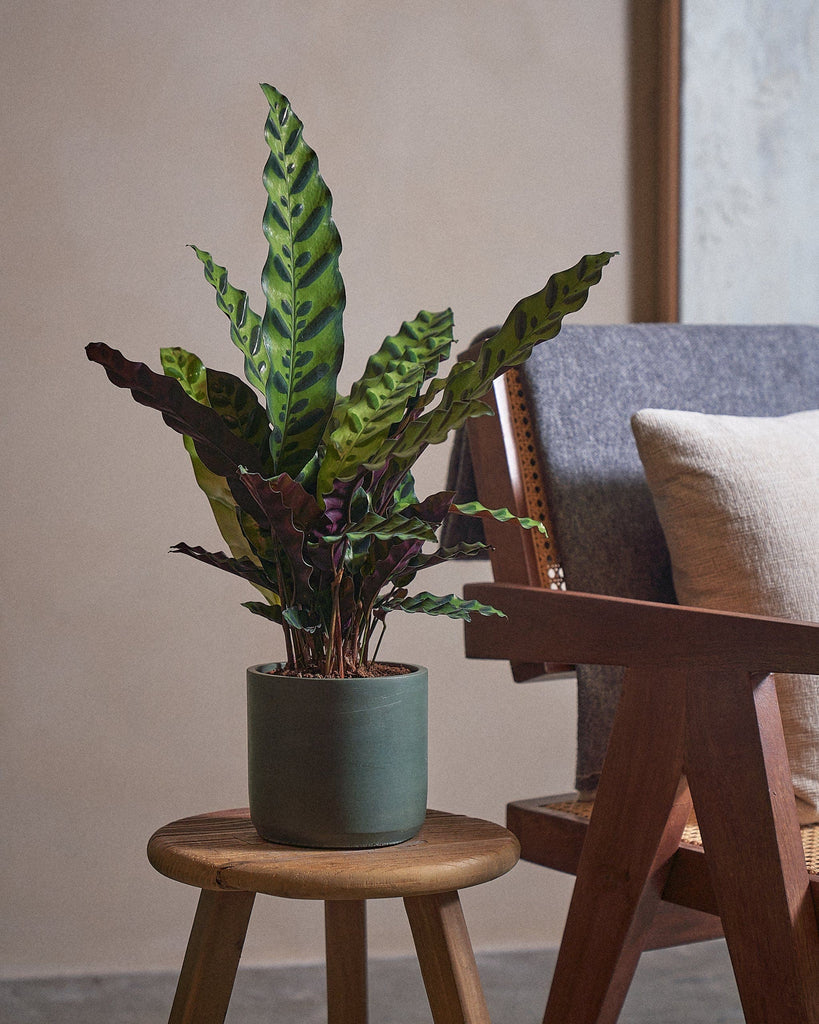 Rattlesnake Plant-50cm-Circle-Olive Green-Plntd-Lifestyle