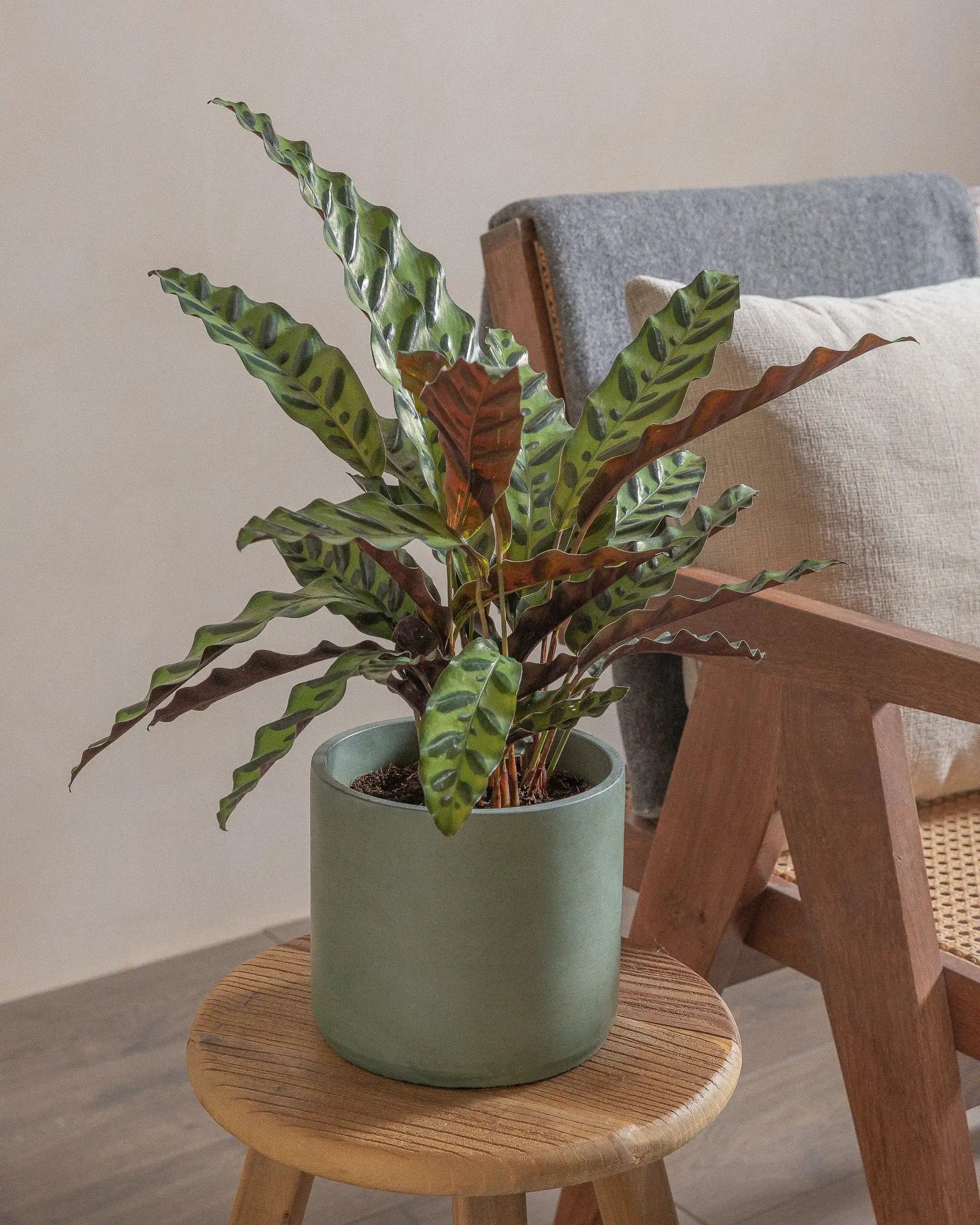 Rattlesnake-Plant-50cm-Circle-Olive-Green-Plntd-Lifestyle