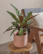 Rattlesnake-Plant-50cm-Circle-Rose-Pink-Plntd-Lifestyle-3