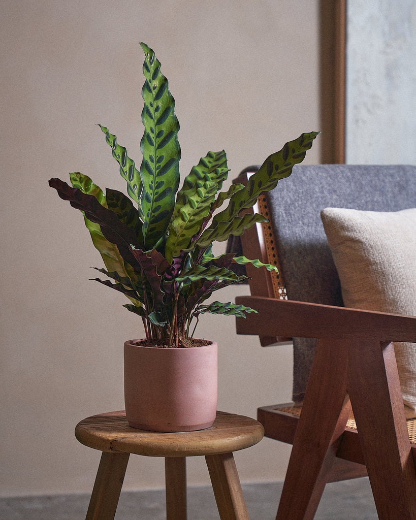 Rattlesnake Plant-50cm-Circle-Rose Pink-Plntd-Lifestyle