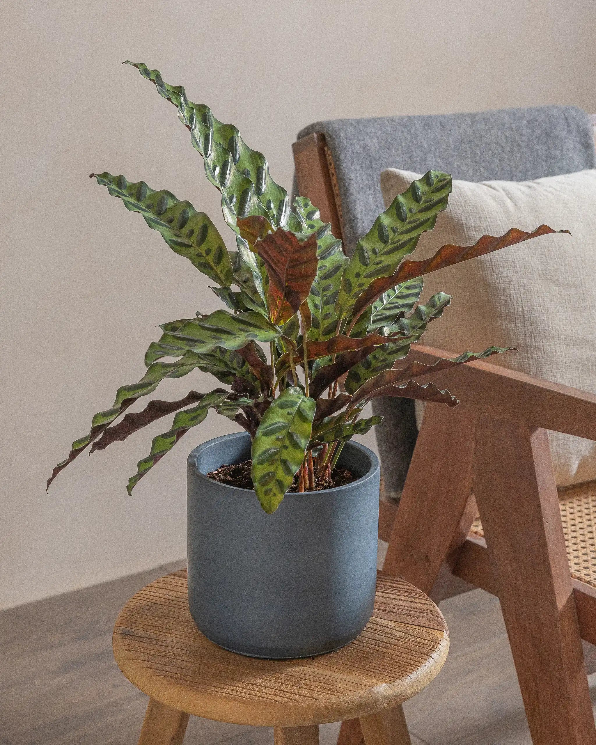 Rattlesnake-Plant-50cm-Circle-Teia-Blue-Plntd-Lifestyle-8