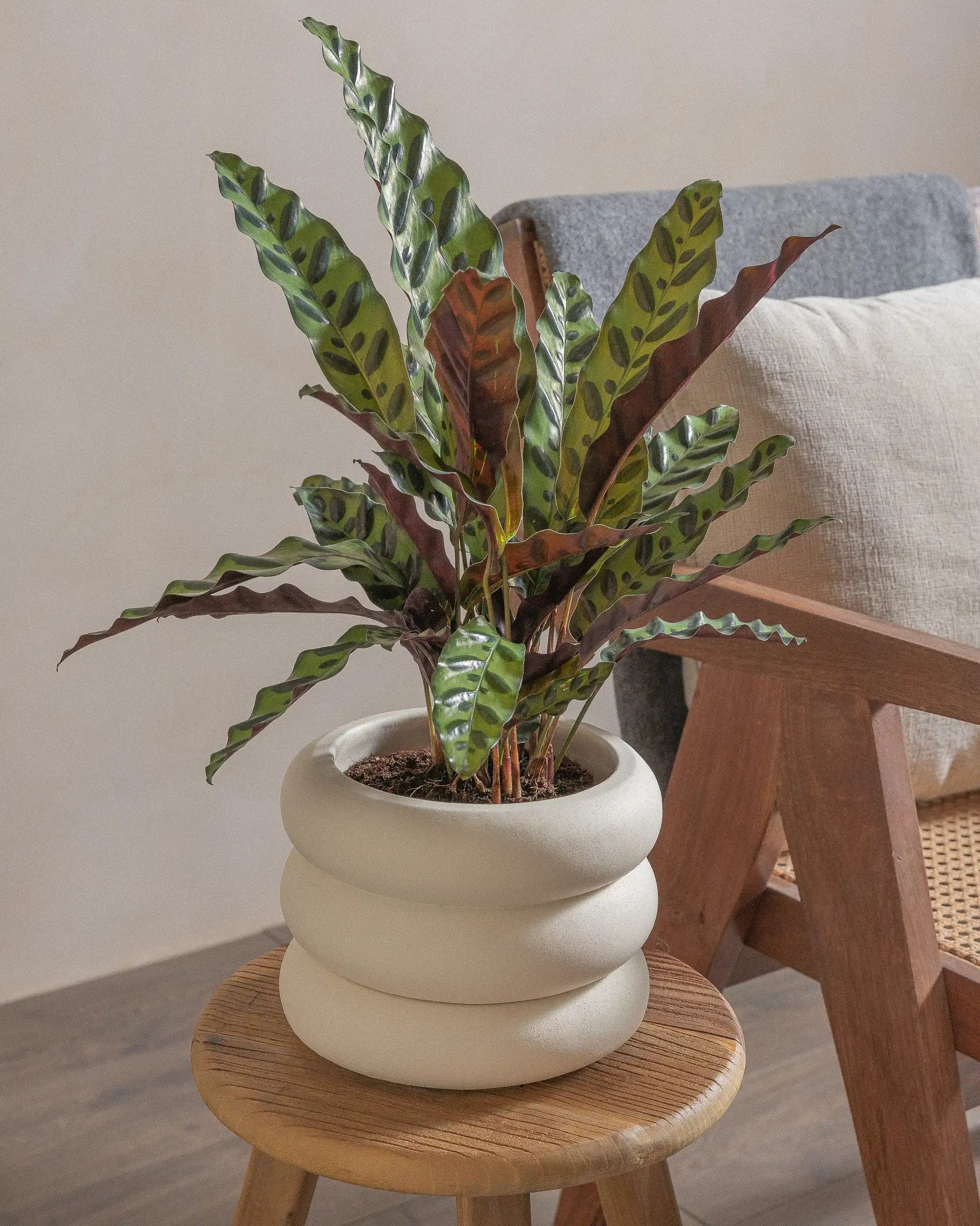 Rattlesnake-Plant-50cm-Meyer-Chalk-White-Plntd-Lifestyle-22