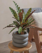 Rattlesnake-Plant-50cm-Meyer-Ember-Plntd-Lifestyle-21