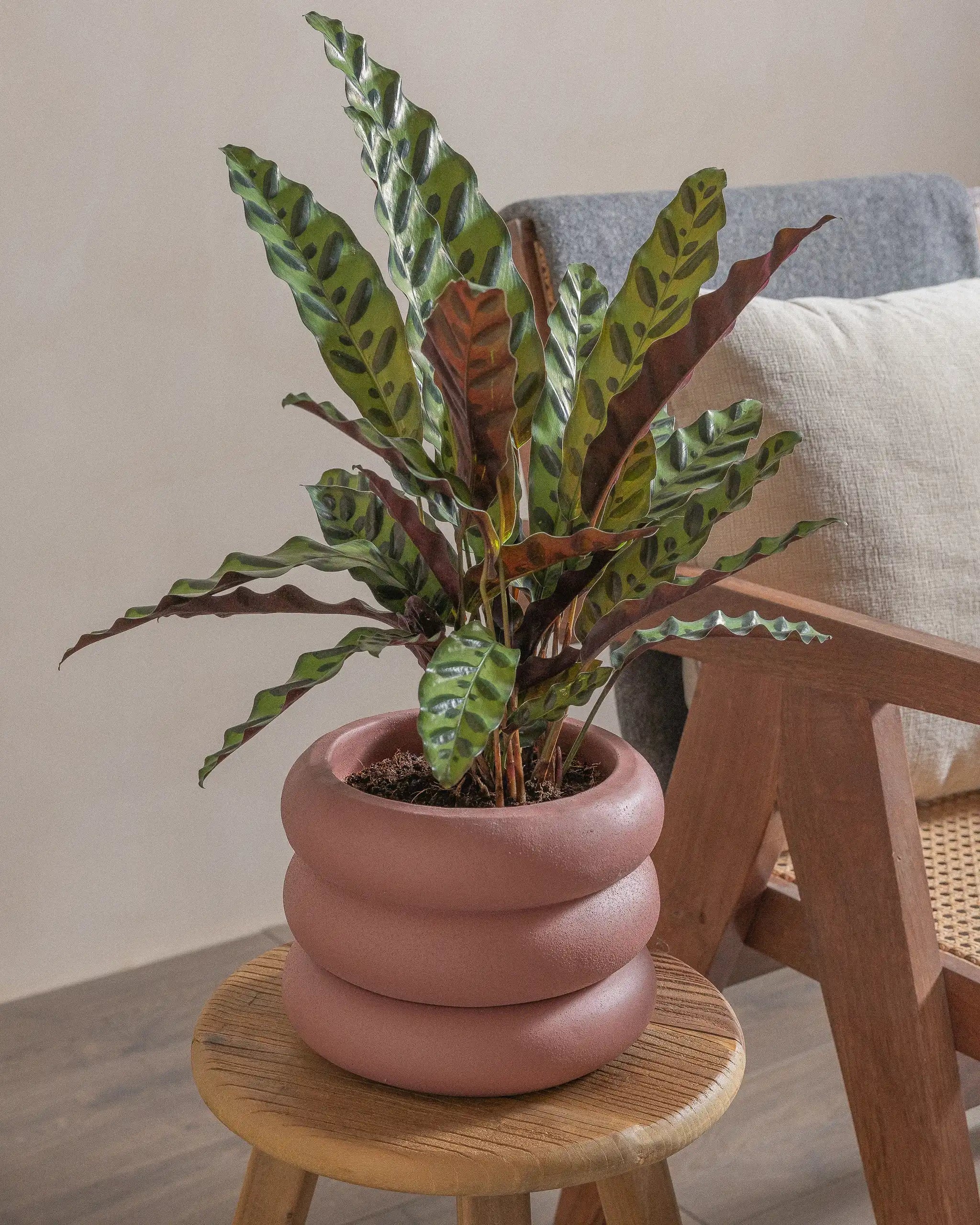 Rattlesnake-Plant-50cm-Meyer-Old-Red-Plntd-Lifestyle-23