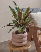 Rattlesnake-Plant-50cm-Meyer-Rose-Pink-Plntd-Lifestyle-24