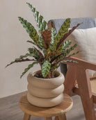 Rattlesnake-Plant-50cm-Meyer-Sand-Plntd-Lifestyle-20